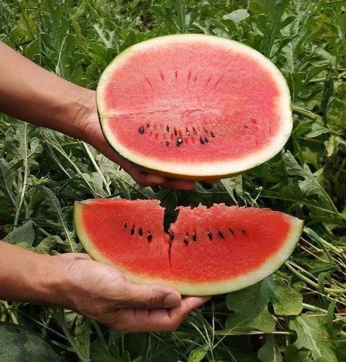 适合娱乐吃瓜的头像,吃瓜群众必备头像大集合